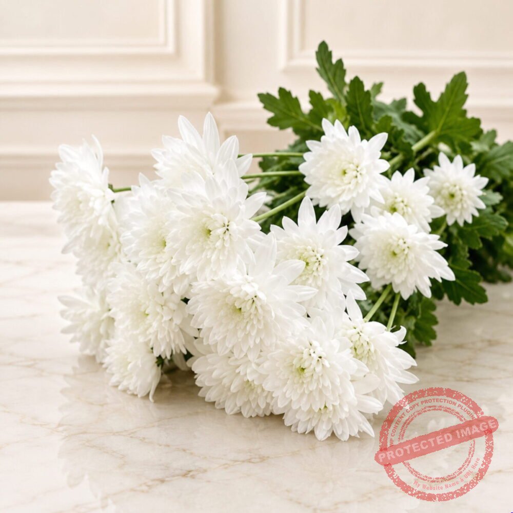 White Imported Daisies in Lahore White Imported Daisies in Lahore | Smilee