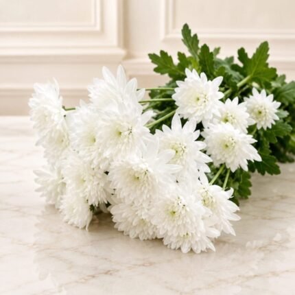 White Imported Daisies - Premium Quality Flowers | Giftoo Pakistan